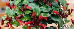 口红吊兰一年能开几次花 花卉口红吊兰怎样养，一年开几次花