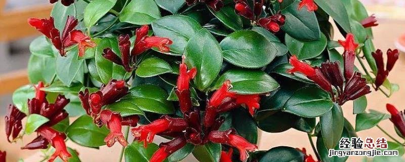口红吊兰一年能开几次花 花卉口红吊兰怎样养，一年开几次花