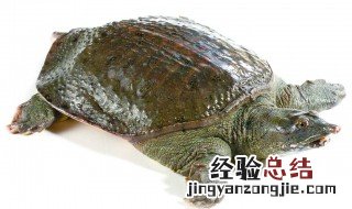 捕捉甲鱼的方法? 营养价值有哪些
