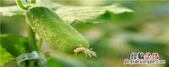 早春露地黄瓜种植技术 早春露地黄瓜种植技术要点