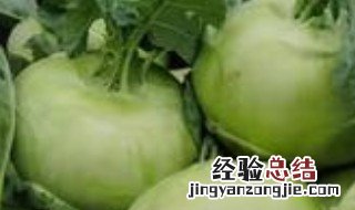 蝤蠓的做法大全 苤茢的做法大全