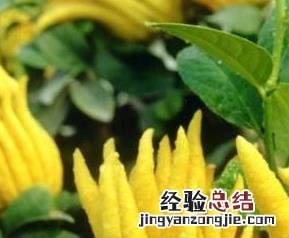 佛手的药用价值与功效禁忌 佛手的药用价值与功效