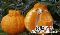 丑柑什么人不能吃 哪些人不适合吃丑柑