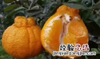 丑柑什么人不能吃 哪些人不适合吃丑柑