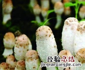 鸡腿菇怎么做好吃 素炒鸡腿菇怎么做好吃