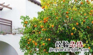 桔子树的养殖方法和注意事项 桔子树的养殖方法和注意事项图片