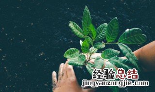 植树节是什么意思 什么是植树节