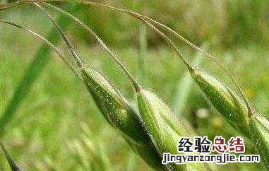 野燕麦的功效与作用及食用方法 野燕麦的功效与作用