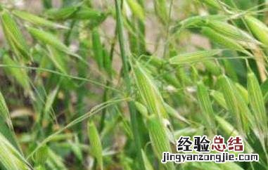 野燕麦的功效与作用及食用方法 野燕麦的功效与作用
