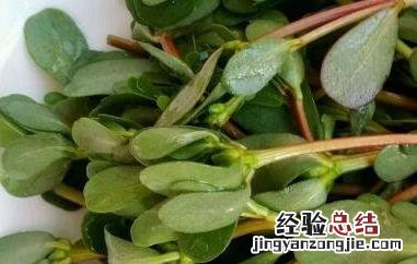 野菜马齿苋的副作用 野菜马齿苋的功效与作用
