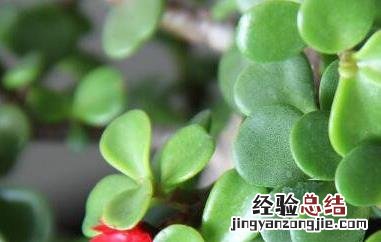野菜马齿苋的副作用 野菜马齿苋的功效与作用