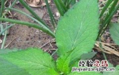 苦斋菜的功效与作用及禁忌 苦斋菜的功效与作用