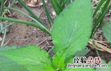 苦斋菜的功效与作用及禁忌 苦斋菜的功效与作用