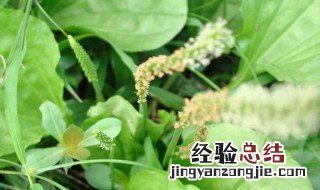 车前草有什么作用与功效 车前草有什么作用