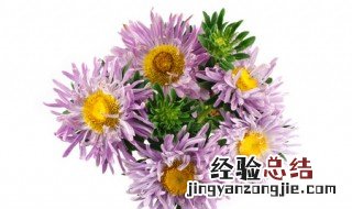 菊花送人有什么讲究了 菊花送人有哪些讲究