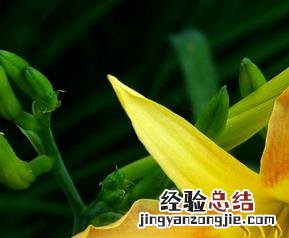 黄花菜有毒吗怎么处理 黄花菜有毒吗