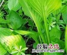 哪些野菜不能吃有毒 哪些野菜不能吃