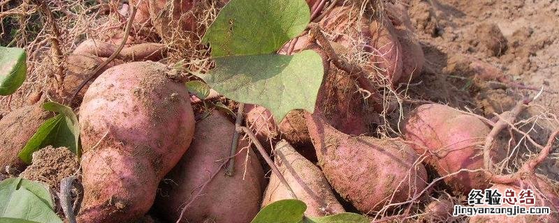 改善甘薯块根食用品质的主要措施,和马铃薯块茎有什么区别