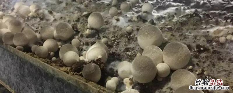 草菇种植1亩地产量是多少,种植原料有哪些