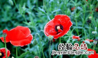 罂栗花是代表什么意思 罂栗花指什么