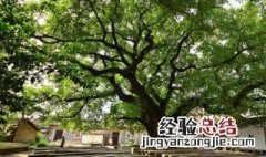 杨万里的榕树讲的是什么意思 杨万里的榕树原文介绍