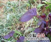紫苏叶的功效与作用点 紫苏叶的功效与作用
