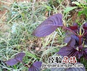 紫苏叶的功效与作用点 紫苏叶的功效与作用
