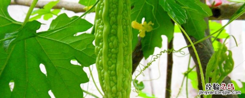 苦瓜无土栽培技术，什么时候种植好 苦瓜最佳种植时间和方法详解!