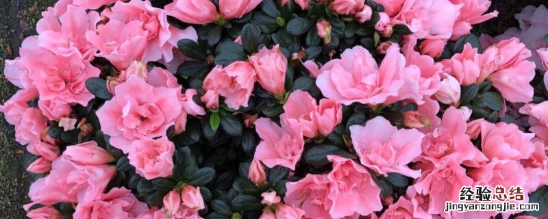 花卉杜鹃花养殖方法，可以放在室内种植吗