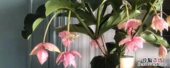花卉宝莲灯的养护，附种植方法 花卉宝莲灯的养护,附种植方法有哪些