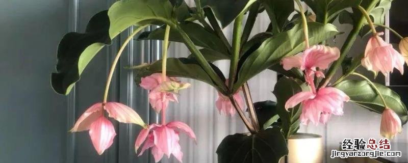 花卉宝莲灯的养护,附种植方法 花卉宝莲灯的养护,附种植方法有哪些