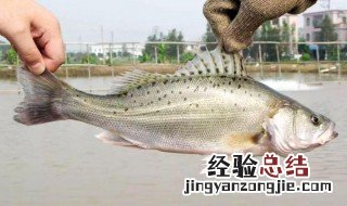 怎样做炖鱼汤 如何做炖鱼汤