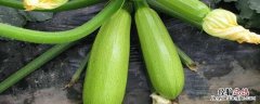 西葫芦种植时间和方法，详细介绍露天种植技术