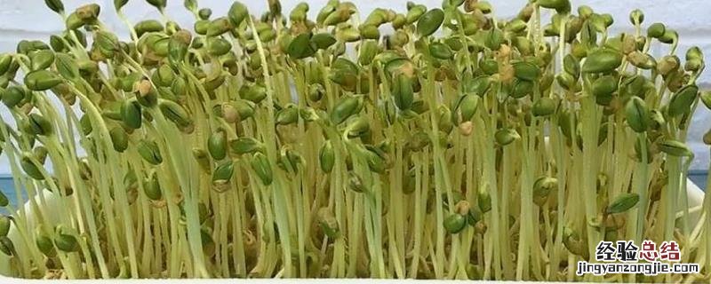 豆芽怎么种植,自己在家怎么种 豆芽怎么种视频教程