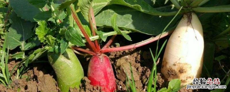 萝卜怎么种,露地种植和盆栽有什么不同