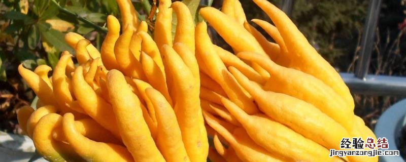 花卉佛手种植方法，在北方怎么养 花卉佛手种植方法,在北方怎么养活