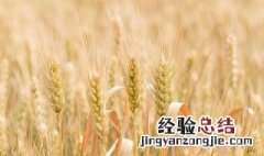 麦子防虫用什么方法 怎么给麦子防虫