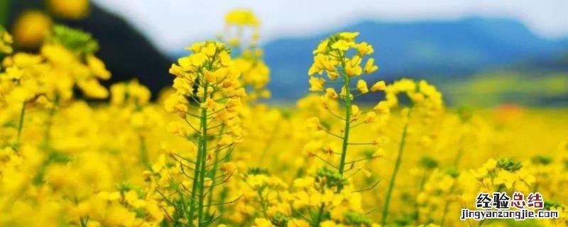 油菜杂交制种技术，附病虫害综合防治