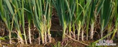 大葱种植时间和种植方法介绍 大葱怎么种，附栽培时间