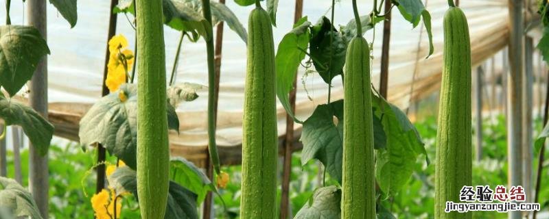 丝瓜种植时间及技术要点，如何才能高产