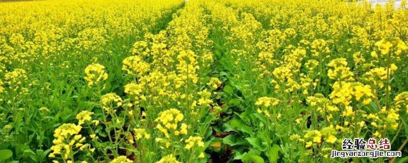 油菜如何种植，附后期管理技术 油菜如何栽种