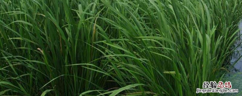茭白的种植方法和时间，种植多久可以采收