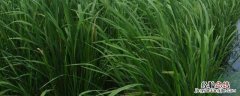 茭白栽培种植技术，附管育苗种植技术