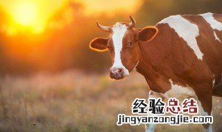 梦见黄牛是什么意思 梦见黄牛是什么意思周公解梦