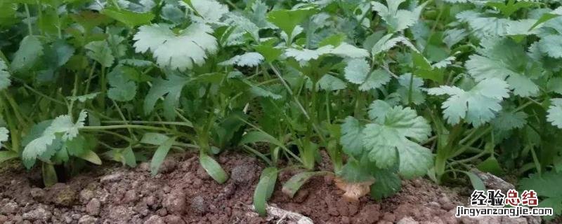 香菜无土栽培技术，营养液如何配比 香菜无土栽培营养液配方表