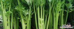 芹菜无土栽培营养液配方 芹菜无土种植技术，附营养液配方