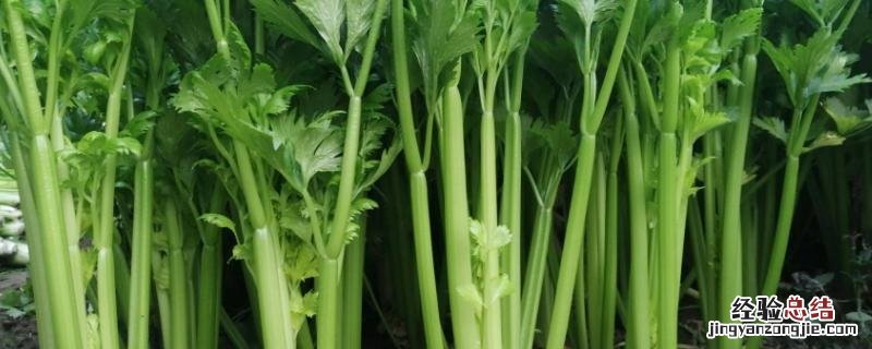芹菜无土栽培营养液配方 芹菜无土种植技术，附营养液配方