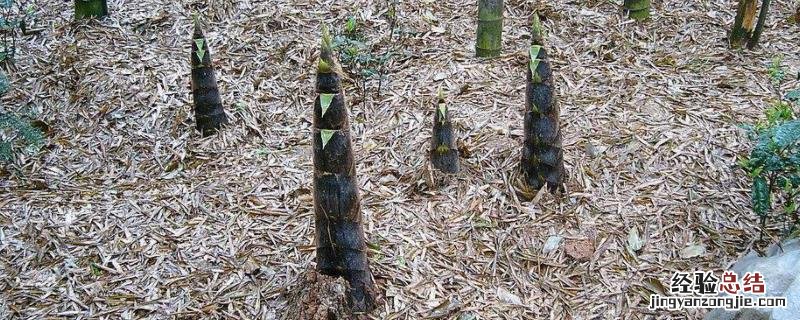 竹笋的种植方法和时间，种植前景如何
