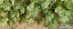 香菜栽培与种植技术,温度多少合适种植 香菜栽培与种植技术，温度多少合适