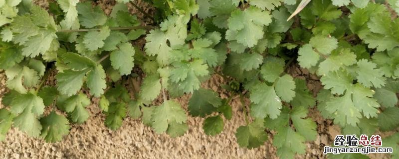 香菜栽培与种植技术,温度多少合适种植 香菜栽培与种植技术,温度多少合适